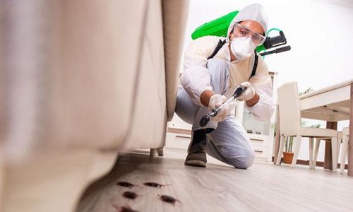 pest-control-at-home--check-out-these-safe-and-effective-home-remedies-to-keep-a-check-on-pests-5359448017656